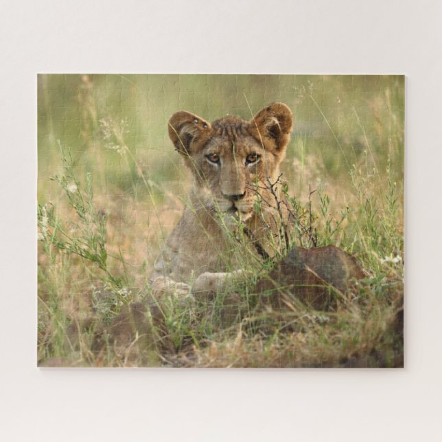 Niedliche Kleintiere | Niedlich Baby Lion Cub Puzzle (Horizontal)