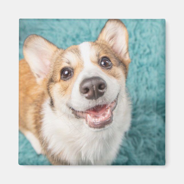 Niedliche Kleintiere | Niedlich Corgi Puppy Smile Magnet (Vorne)