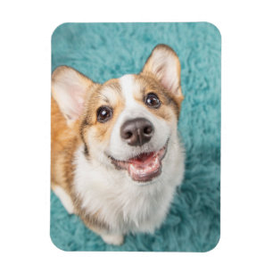 Niedliche Kleintiere   Niedlich Corgi Puppy Smile Magnet
