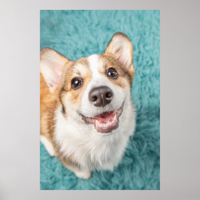 Niedliche Kleintiere | Niedlich Corgi Puppy Smile Poster (Vorne)