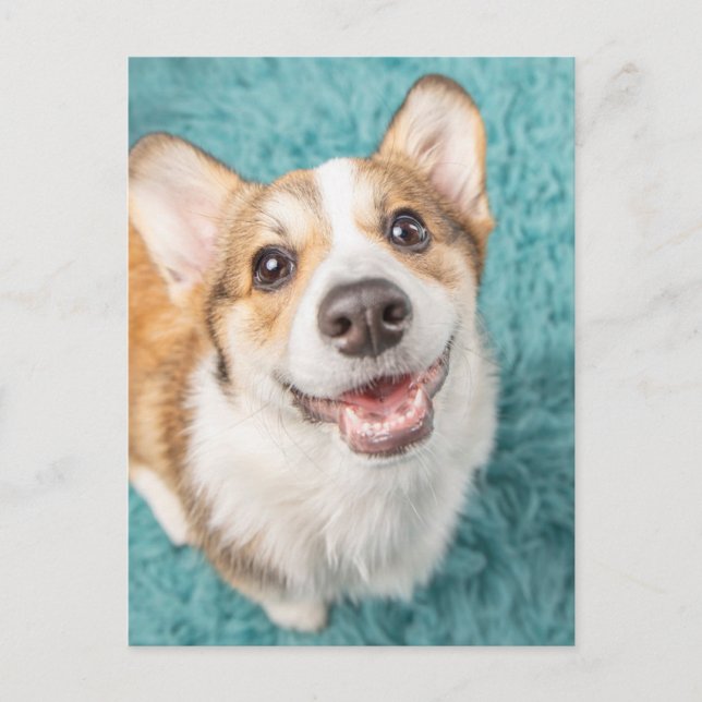 Niedliche Kleintiere | Niedlich Corgi Puppy Smile Postkarte (Vorderseite)