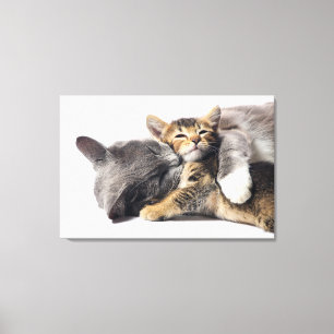 Niedliche Kleintiere   Niedlich Kitten Hug Leinwanddruck
