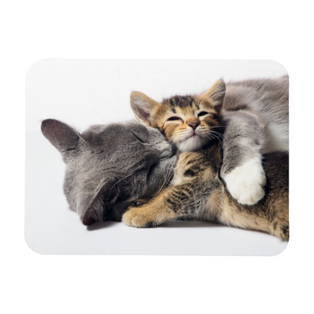 Niedliche Kleintiere | Niedlich Kitten Hug Magnet (Horizontal)