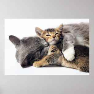 Niedliche Kleintiere   Niedlich Kitten Hug Poster