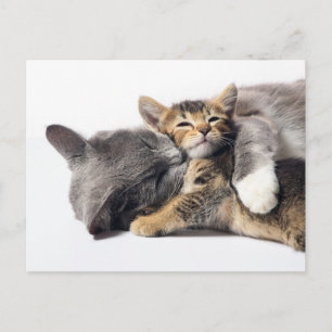 Niedliche Kleintiere   Niedlich Kitten Hug Postkarte