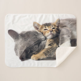Niedliche Kleintiere Niedlich Kitten Hug Sherpadecke