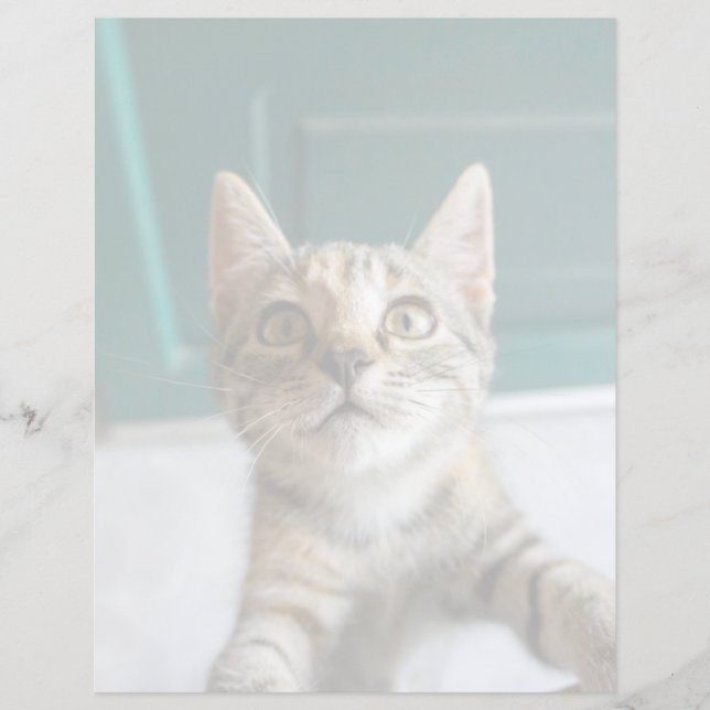 Niedliche Kleintiere | Niedlich Tabby Kitten (Vorderseite)