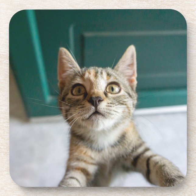 Niedliche Kleintiere | Niedlich Tabby Kitten Getränkeuntersetzer (Vorderseite)