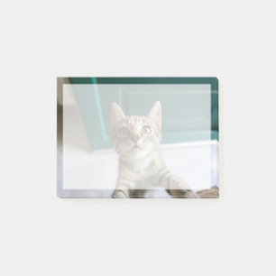 Niedliche Kleintiere   Niedlich Tabby Kitten Post-it Klebezettel