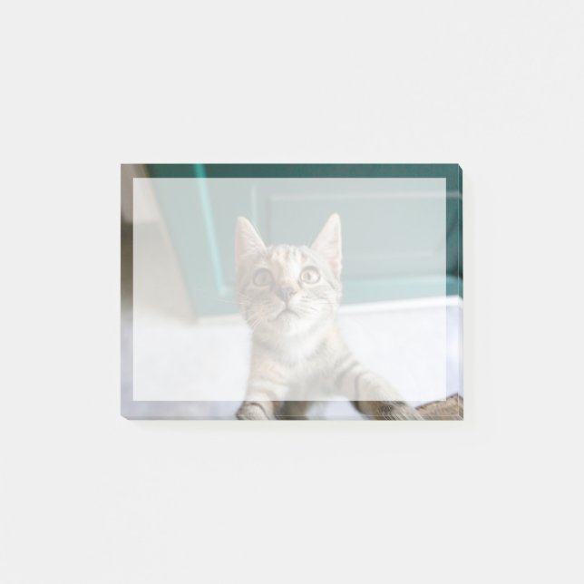 Niedliche Kleintiere | Niedlich Tabby Kitten Post-it Klebezettel (Vorderseite)