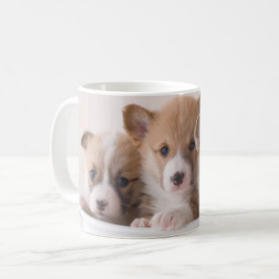 Niedliche Kleintiere   Niedliche Corgi Welpen in e Kaffeetasse