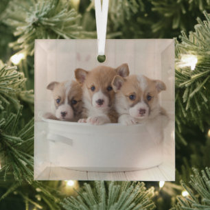 Niedliche Kleintiere Niedliche Corgi Welpen in e Ornament Aus Glas