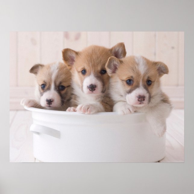 Niedliche Kleintiere | Niedliche Corgi Welpen in e Poster (Vorne)