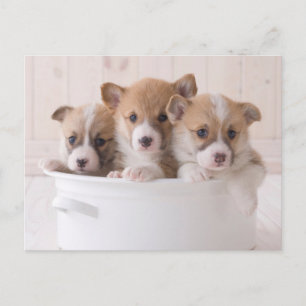 Niedliche Kleintiere   Niedliche Corgi Welpen in e Postkarte