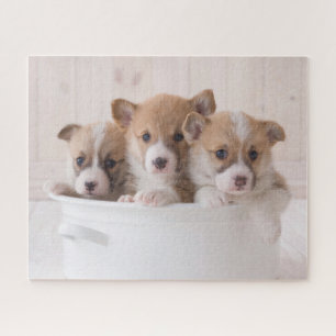 Niedliche Kleintiere   Niedliche Corgi Welpen in e Puzzle