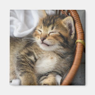 Niedliche Kleintiere   Niedlicher Tabby Cat Sleepi Magnet