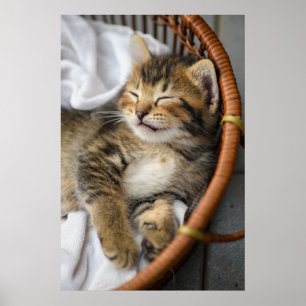 Niedliche Kleintiere   Niedlicher Tabby Cat Sleepi Poster