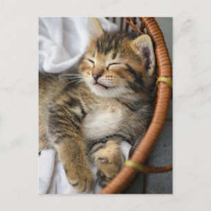 Niedliche Kleintiere   Niedlicher Tabby Cat Sleepi Postkarte
