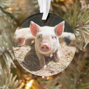 Niedliche Kleintiere Niedliches Baby Ornament
