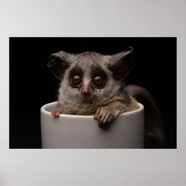 Niedliche Kleintiere | Niedliches Bushbaby Poster (Vorne)