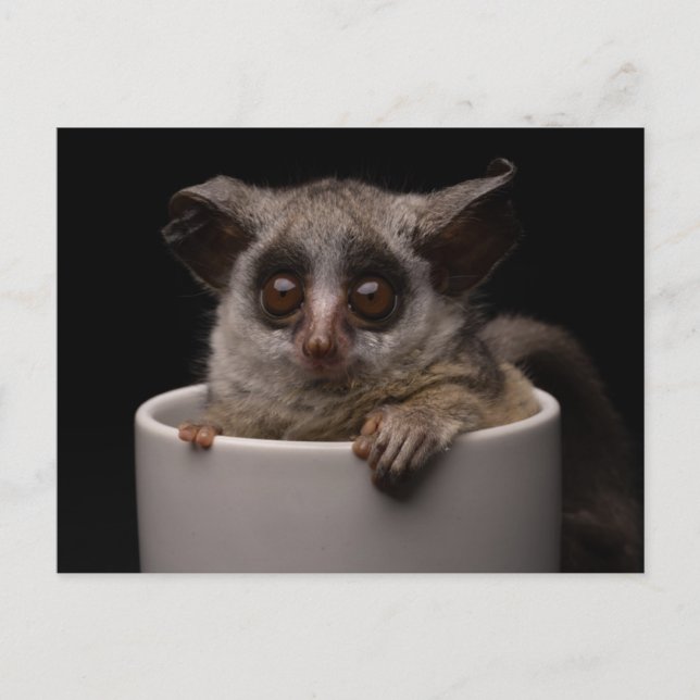 Niedliche Kleintiere | Niedliches Bushbaby Postkarte (Vorderseite)