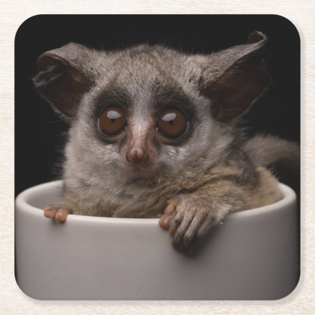 Niedliche Kleintiere | Niedliches Bushbaby Rechteckiger Pappuntersetzer (Vorderseite)