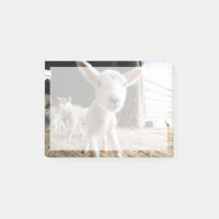 Niedliche Kleintiere | Niedliches Lamm in einem la