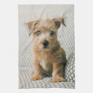 Niedliche Kleintiere   Norfolk Terrier Puppy Geschirrtuch