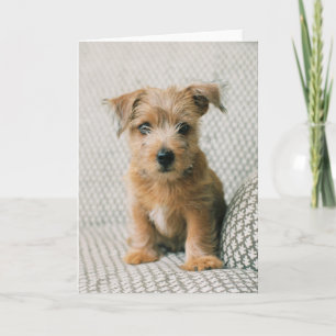 Niedliche Kleintiere   Norfolk Terrier Puppy Karte