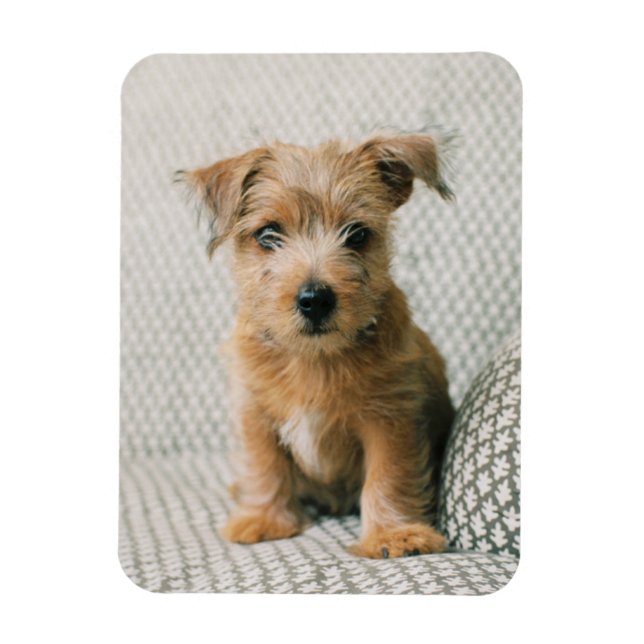 Niedliche Kleintiere | Norfolk Terrier Puppy Magnet (Vertikal)