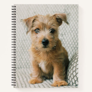 Niedliche Kleintiere   Norfolk Terrier Puppy Notizbuch