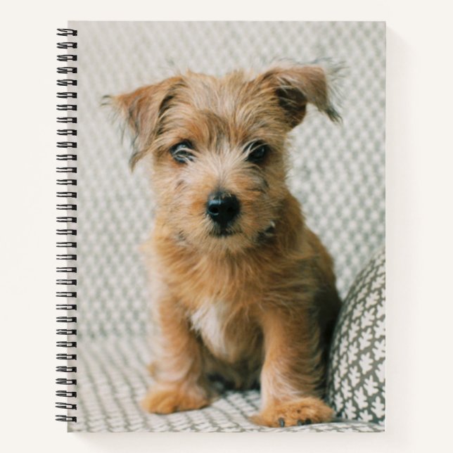 Niedliche Kleintiere | Norfolk Terrier Puppy Notizbuch (Vorderseite)