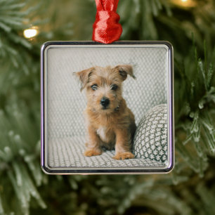 Niedliche Kleintiere   Norfolk Terrier Puppy Ornament Aus Metall