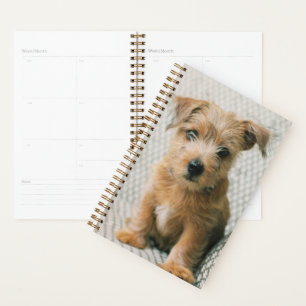 Niedliche Kleintiere Norfolk Terrier Puppy Planer