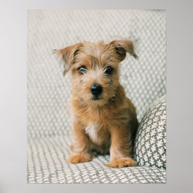 Niedliche Kleintiere | Norfolk Terrier Puppy Poster (Vorne)