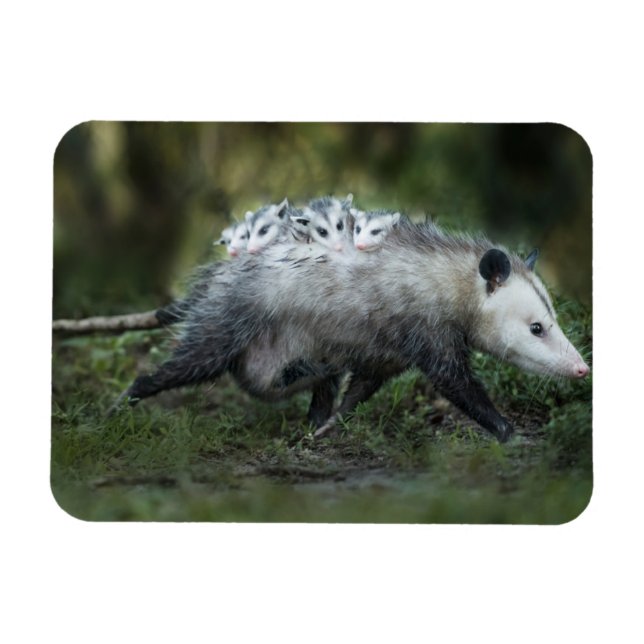 Niedliche Kleintiere | Opossum-Mama und Kinder Magnet (Horizontal)