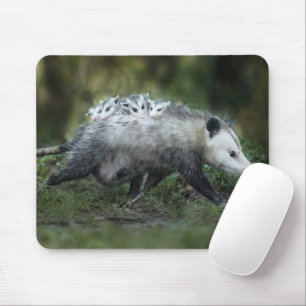 Niedliche Kleintiere   Opossum-Mama und Kinder Mousepad