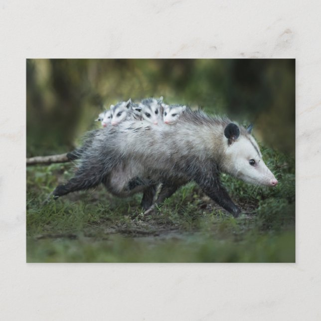 Niedliche Kleintiere | Opossum-Mama und Kinder Postkarte (Vorderseite)