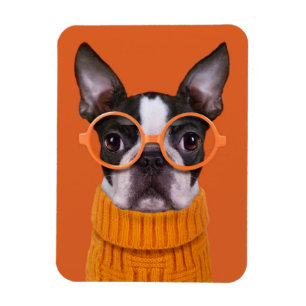 Niedliche Kleintiere Orange Boston Terrier Magnet