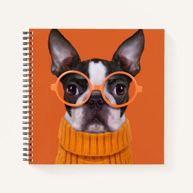 Niedliche Kleintiere | Orange Boston Terrier Notizbuch (Vorderseite)