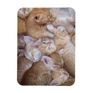 Niedliche Kleintiere   Orange Kitten Pile Magnet