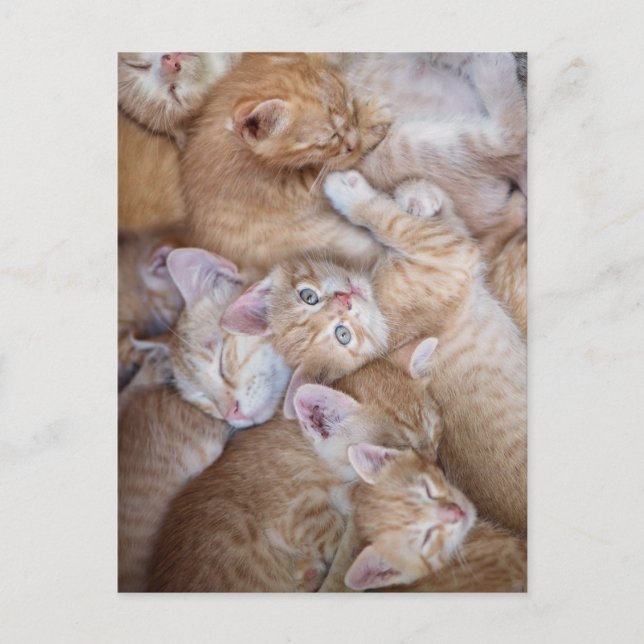 Niedliche Kleintiere | Orange Kitten Pile Postkarte (Vorderseite)