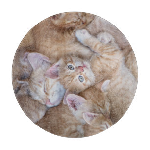 Niedliche Kleintiere Orange Kitten Pile Schneidebrett