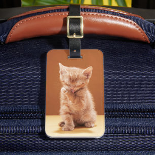 Niedliche Kleintiere   Orange Tabby Kitten Gepäckanhänger