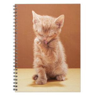 Niedliche Kleintiere Orange Tabby Kitten Notizblock