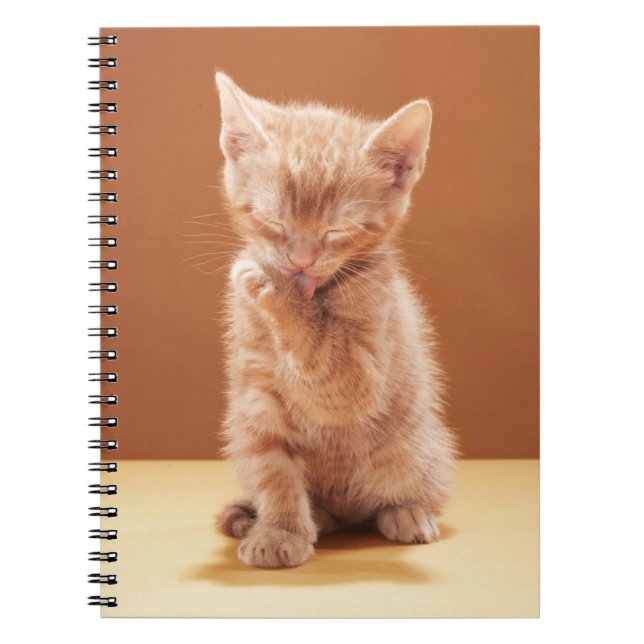 Niedliche Kleintiere | Orange Tabby Kitten Notizblock (Vorderseite)