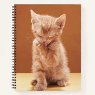 Niedliche Kleintiere Orange Tabby Kitten Notizbuch