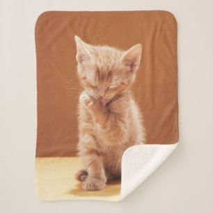 Niedliche Kleintiere Orange Tabby Kitten Sherpadecke