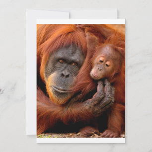 Niedliche Kleintiere   Orangutan Mama & Baby Dankeskarte