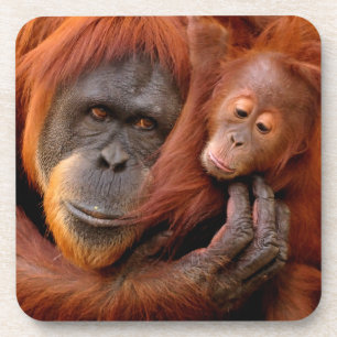Niedliche Kleintiere   Orangutan Mama & Baby Getränkeuntersetzer
